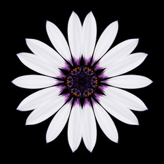 White Flower Mandala Kaleidoscope Isolated on Black