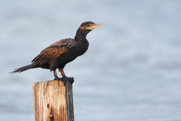 Double-crested cormorant (Phalacrocorax auritus) on pole, Bolivar peninsula, Texas, USA