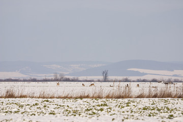 group of deer on snowy field
