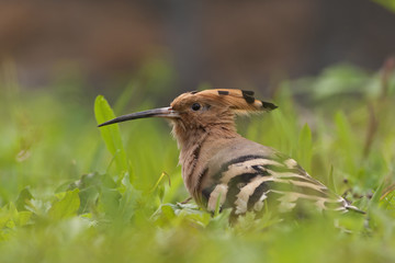 Eurasian Hoopoe (Upupa epops) in grass, Beijing, China