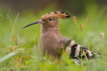 Eurasian Hoopoe (Upupa epops) in grass, Beijing, China © Wilfred