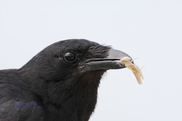 Fish Crow (Corvus ossifragus) with small prey, close up, Cape May State Park, New Jersey, USA