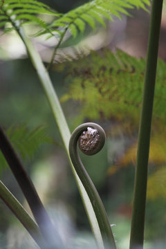 West Indian treefern (Cyathea arborea), El Yunque Rain Forest, Puerto Rico 