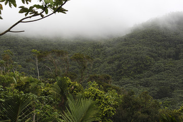 Obraz na płótnie Canvas El Yunque National Rain Forest, landscape, Puerto Rico