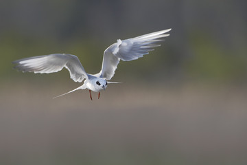 Forster's tern (Sterna forsteri) in flight,  Cape May, New Jersey, USA