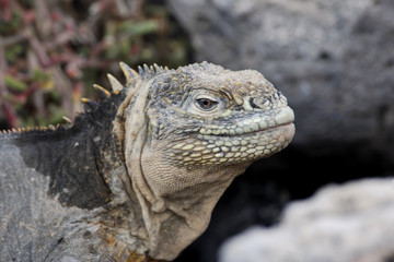 Galapagos land Iguana head portrait, South Plaza, Galapagos Islands