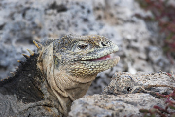 Galapagos land Iguana head portrait, South Plaza, Galapagos Islands