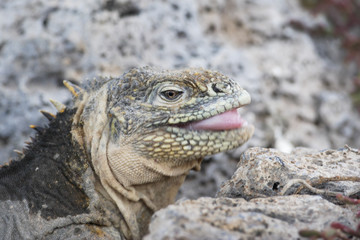 Galapagos land Iguana head portrait, South Plaza, Galapagos Islands