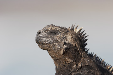 Galapagos Marine iguana (Amblyrhynchus cristatus), Tortuga Bay, Santa Cruz, Galapagos Islands