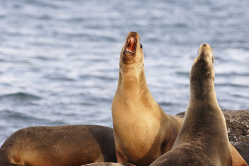 Galapagos Sea Lion, head throw, South Plaza, Galapagos Islands