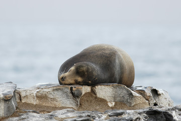 Galapagos Sea Lion, sleeping, South Plaza, Galapagos Islands