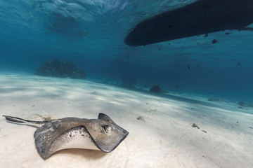 Southern Stingray in a sandy lagoon underneath a boat © whitcomberd