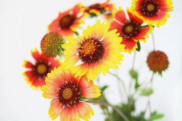 Fototapeta premium Echinacea red and yellow flowers