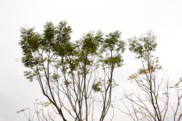 branch of treetop and sky ,white background of treetop