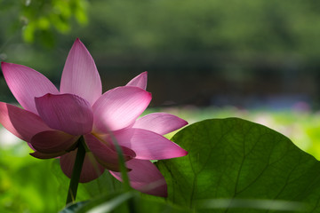 蓮の花