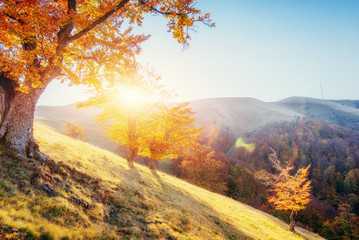 birch forest in sunny afternoon while autumn season.