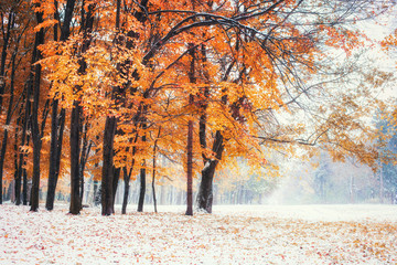 October mountain beech forest with first winter snow. - obrazy, fototapety, plakaty