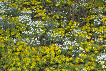 Snowdrops Galanthus nivalis and Winter Aconites