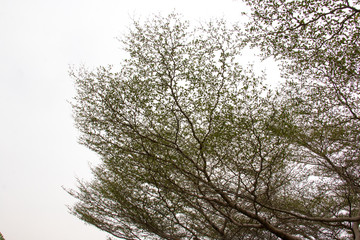 Fototapeta premium branch of treetop and sky ,white background of treetop
