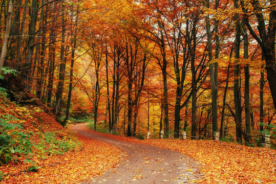 autumn alley. Beauty world. Carpathians. Ukraine, Europe