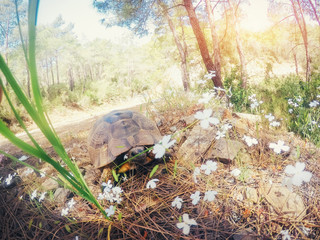 Beautiful overland turtle crawling on a sandy beach.