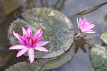 Lotosblüte © andreas