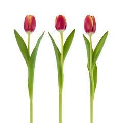 Rote Tulpen auf Weiß