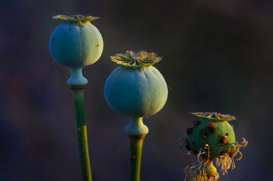 Amapolas, Opio