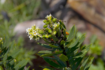 Flores silvestres de la costa gallega