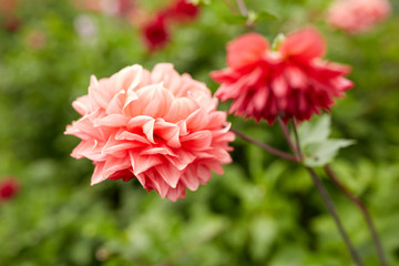 beautiful dahlia flowers at summer garden