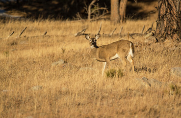 Naklejka na ściany i meble White Tail deer eating grass in winter on plains