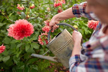 senior woman watering flowers at summer garden © Syda Productions