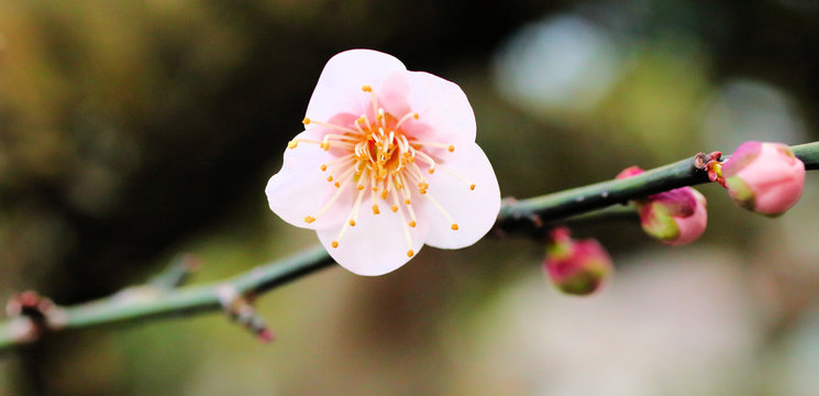 รูปภาพBossom – เลือกดูภาพถ่ายสต็อก เวกเตอร์ และวิดีโอ883 | Adobe Stock