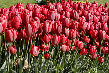 beautiful red purples at garden