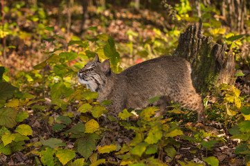 Bobcat (Lynx rufus) Looks Up