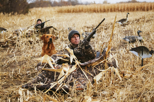 Goose Hunters In Corn Stubble