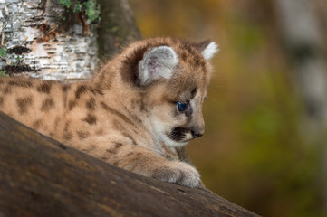 Female Cougar Kitten (Puma concolor) in Tree Profile