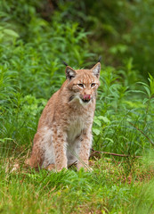 eurasian lynx, lynx lynx, Germany