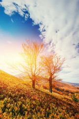 Fototapeta premium mountain range in the Carpathian Mountains in the autumn season.