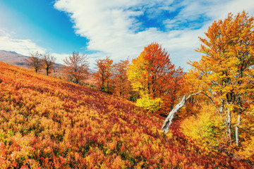 Forest in sunny afternoon while autumn season. Carpathians. Ukra