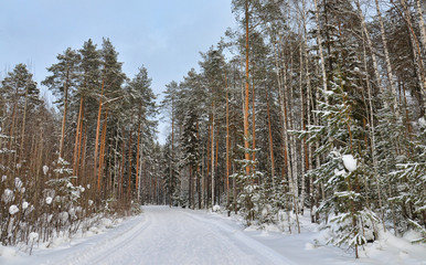 Winter road in forest with pine trees