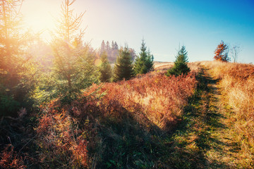Fototapeta premium mountain range in the Carpathian Mountains in the autumn season