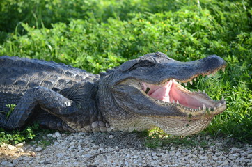 Texas alligator 