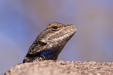 Fence Lizard Head