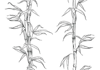Fototapeta na wymiar hand drawn illustration with seamless pattern bamboo stalk and leaves. vector eps 8