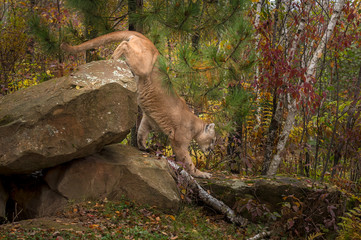 Adult Male Cougar (Puma concolor) Climbs Off Rocks