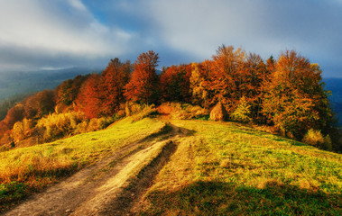 Naklejka premium Forest Road in the autumn.