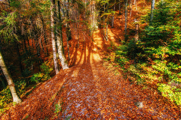Beautiful view of the forest on a sunny day.