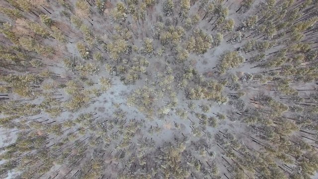Aerial view from the air. Winter. Russia. Siberia. View from the sky on a winter forest