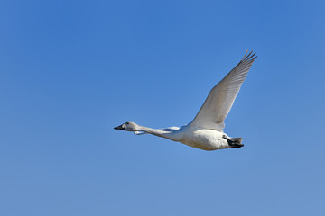 白鳥の飛翔